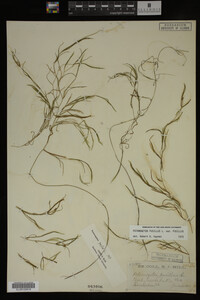 Potamogeton pusillus image