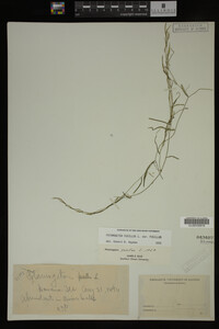 Potamogeton pusillus image