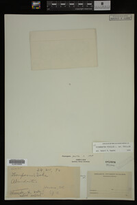 Potamogeton pusillus image