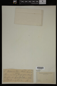 Potamogeton pusillus image