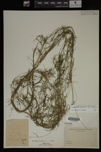 Potamogeton pusillus image