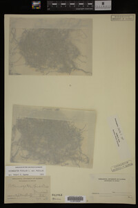 Potamogeton pusillus image