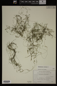 Media resource of Potamogeton pusillus