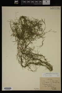 Potamogeton pusillus image