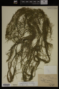 Potamogeton pusillus image