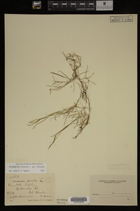 Potamogeton pusillus image
