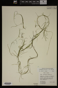 Potamogeton pusillus image
