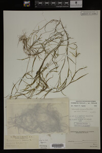 Potamogeton pusillus image