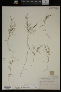 Potamogeton pusillus image