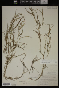 Potamogeton pusillus image