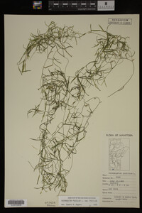 Potamogeton pusillus image