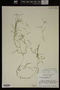 Potamogeton pusillus image