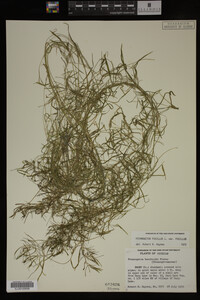 Potamogeton pusillus image
