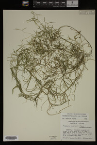Potamogeton pusillus image