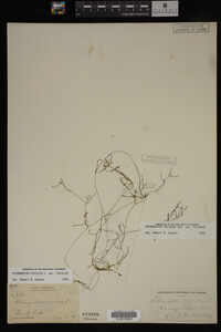 Potamogeton pusillus image