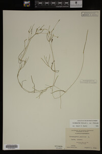 Potamogeton pusillus image