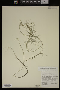 Potamogeton pusillus image