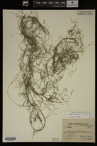 Potamogeton pusillus image
