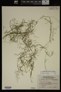 Potamogeton pusillus image