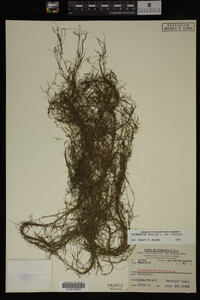 Potamogeton pusillus image