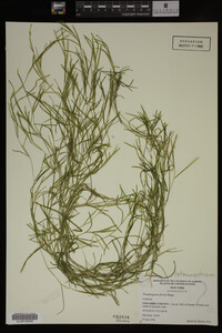 Media resource of Potamogeton friesii
