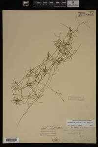 Potamogeton pusillus image