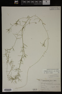 Potamogeton pusillus image