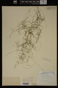 Potamogeton pusillus image