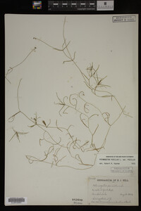 Potamogeton pusillus image
