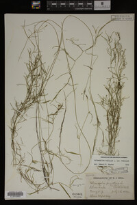Potamogeton pusillus image