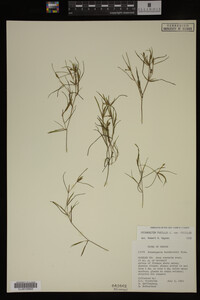 Potamogeton pusillus image