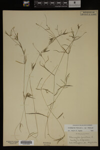 Potamogeton pusillus image