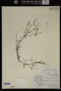 Potamogeton pusillus image
