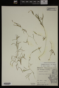 Potamogeton pusillus image