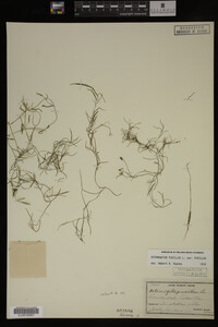 Potamogeton pusillus image