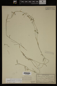 Potamogeton pusillus image