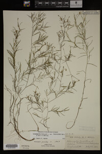 Potamogeton pusillus image