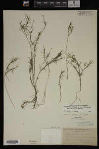 Potamogeton pusillus image