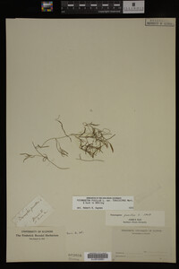 Potamogeton pusillus image