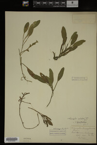 Potamogeton epihydrus image