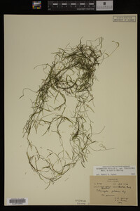 Potamogeton pusillus image