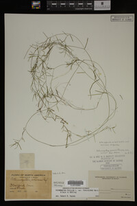 Potamogeton pusillus image