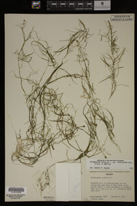 Potamogeton pusillus image
