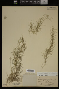Potamogeton pusillus image