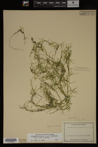 Potamogeton pusillus image