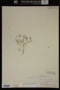 Potamogeton pusillus image