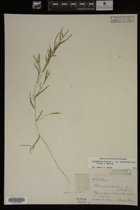 Potamogeton pusillus image