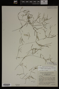 Potamogeton pusillus image