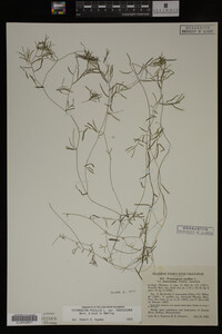 Potamogeton pusillus image