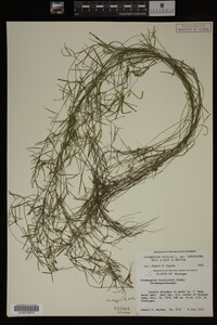 Potamogeton pusillus image